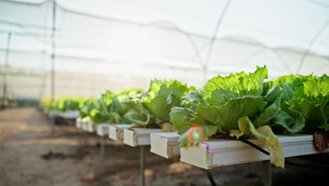 hydroponic lettuce growing in greenhouse