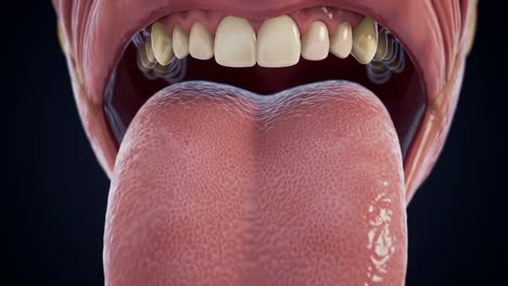 a detailed close-up of the human tongue and oral cavity, highlighting the intricate muscle structure and textural features of the tongue in motion
