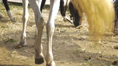 Pferd-Klopft-Mit-Dem-Bein-Auf-Sand