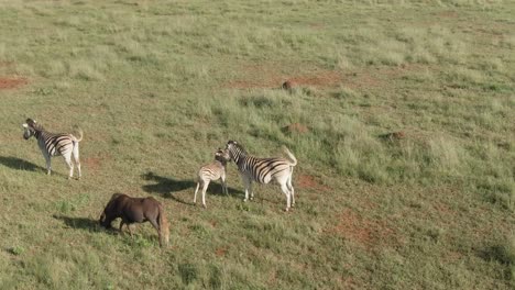 Drohnenantenne,-Zebrababy-Pflegt-Seine-Zebramutter-In-Freier-Wildbahn