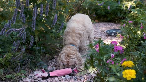 un lindo perro encuentra su juguete de cerdo y lo lame en cámara lenta en un colorido sendero de jardín de flores verdes, enfoque suave fijo