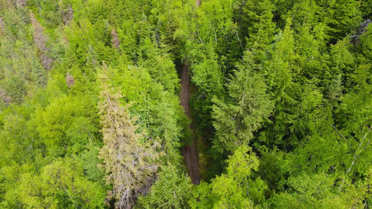 vista aérea a través de la ruptura en el dosel del bosque del hombre y el perro caminando por el sendero del bosque