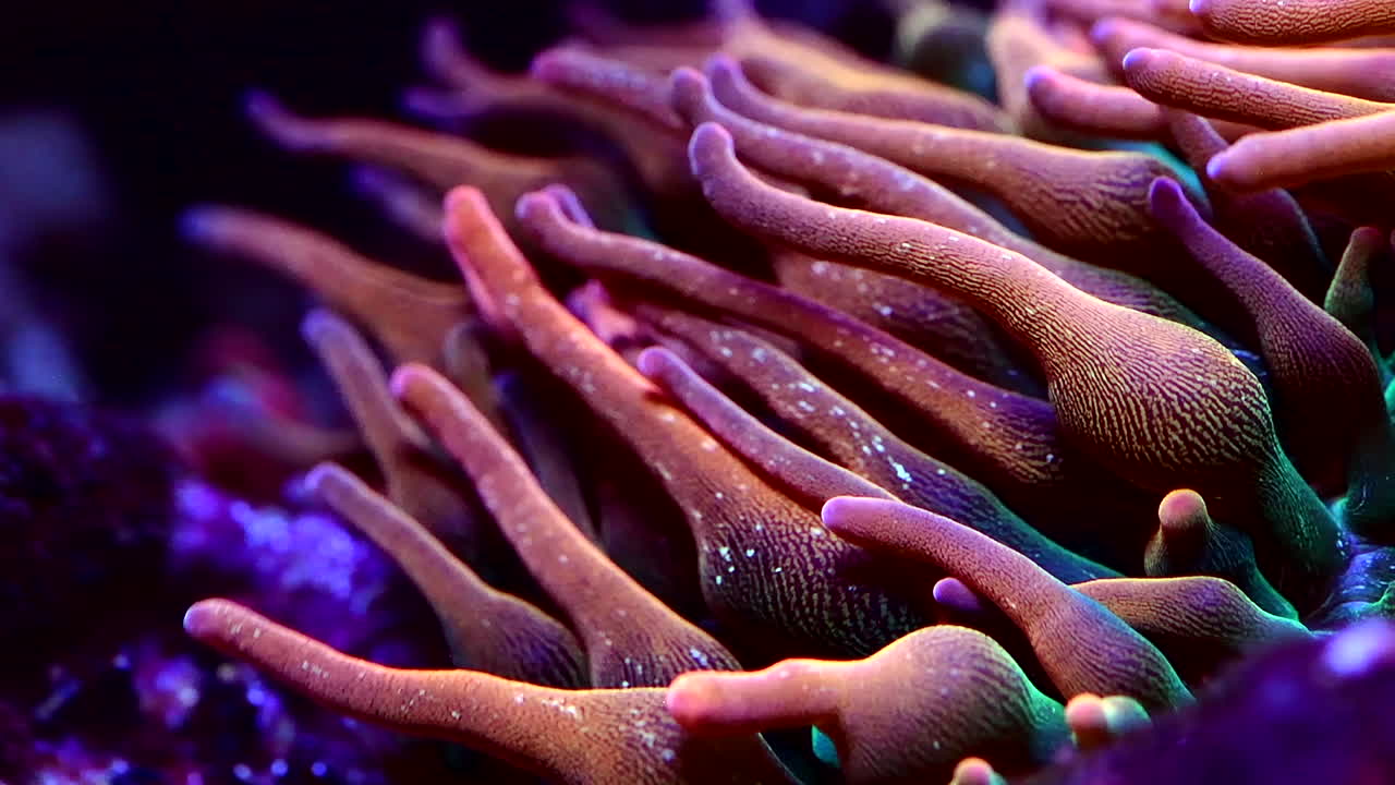 цветы коралловых рифов