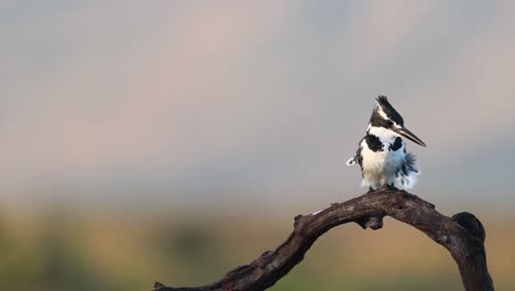 Schwarz-weißer-Afrikanischer-Ratteneisvogel,-Der-Auf-Einem-Ast-Thront,-Fliegt