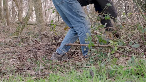 man in blue jeans and gloves works in the woods in the middle of the brambles clearing the area during the winter - low-level shot, slow motion