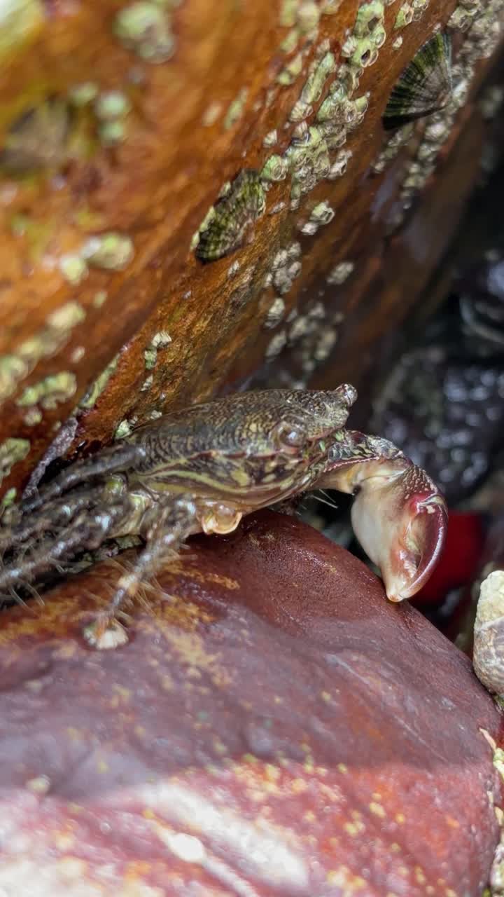 Pachygrapsus marmoratus wild crab emerges from crevice between rocks to look for food or something to eat
