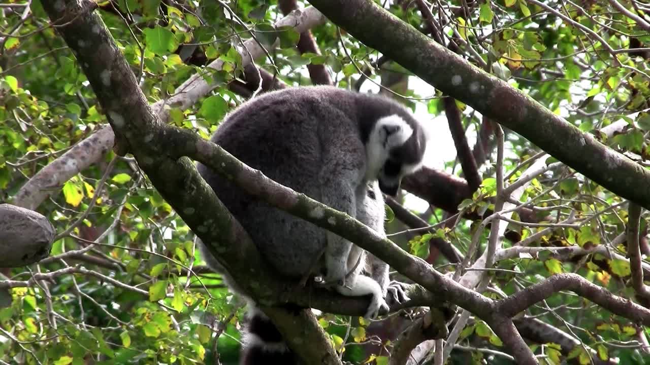 un lémur de cola anillada descansa sobre una rama 1