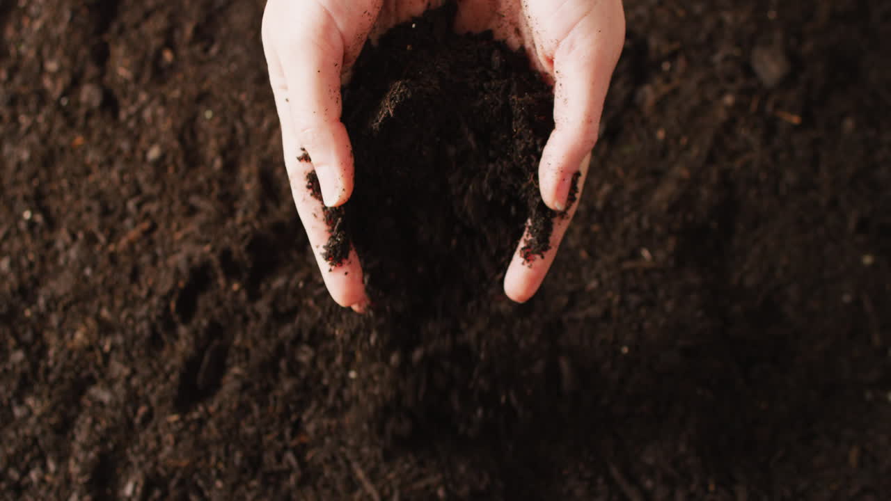 Overhead video of hands of caucasian person holding and releasing rich dark soil