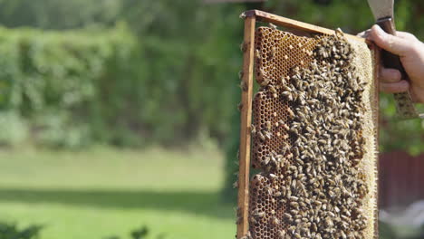 beekeeper holding in hand hive tool and honeycomb beehive frame full of bees, beeswax and natural fresh honey, inspection and harvest in traditional apiculture farm