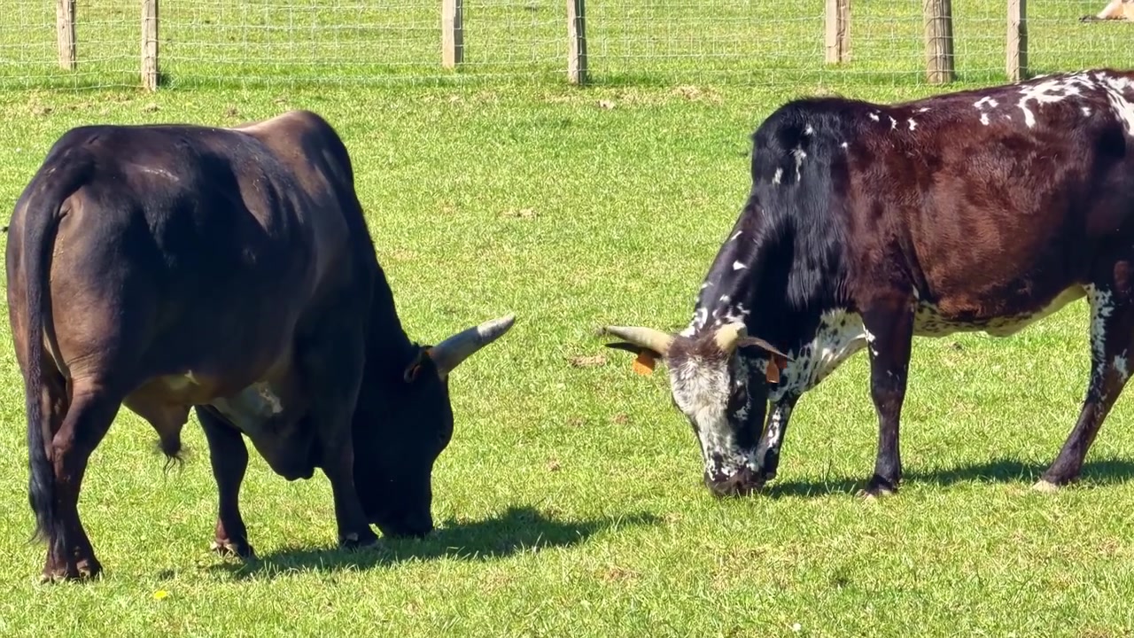 Fixed shot of horned cattle peacefully grazing on green grass under bright sunlight.