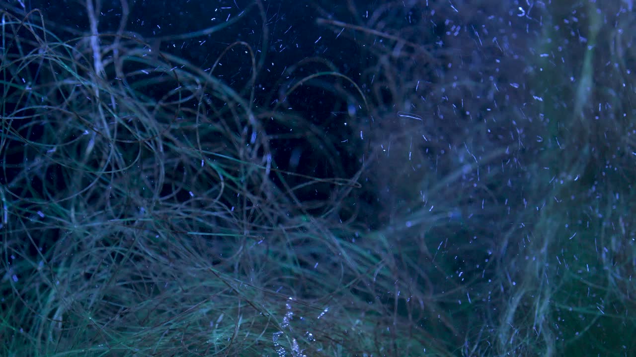 contaminación de alambres de pesca en océanos y ríos.