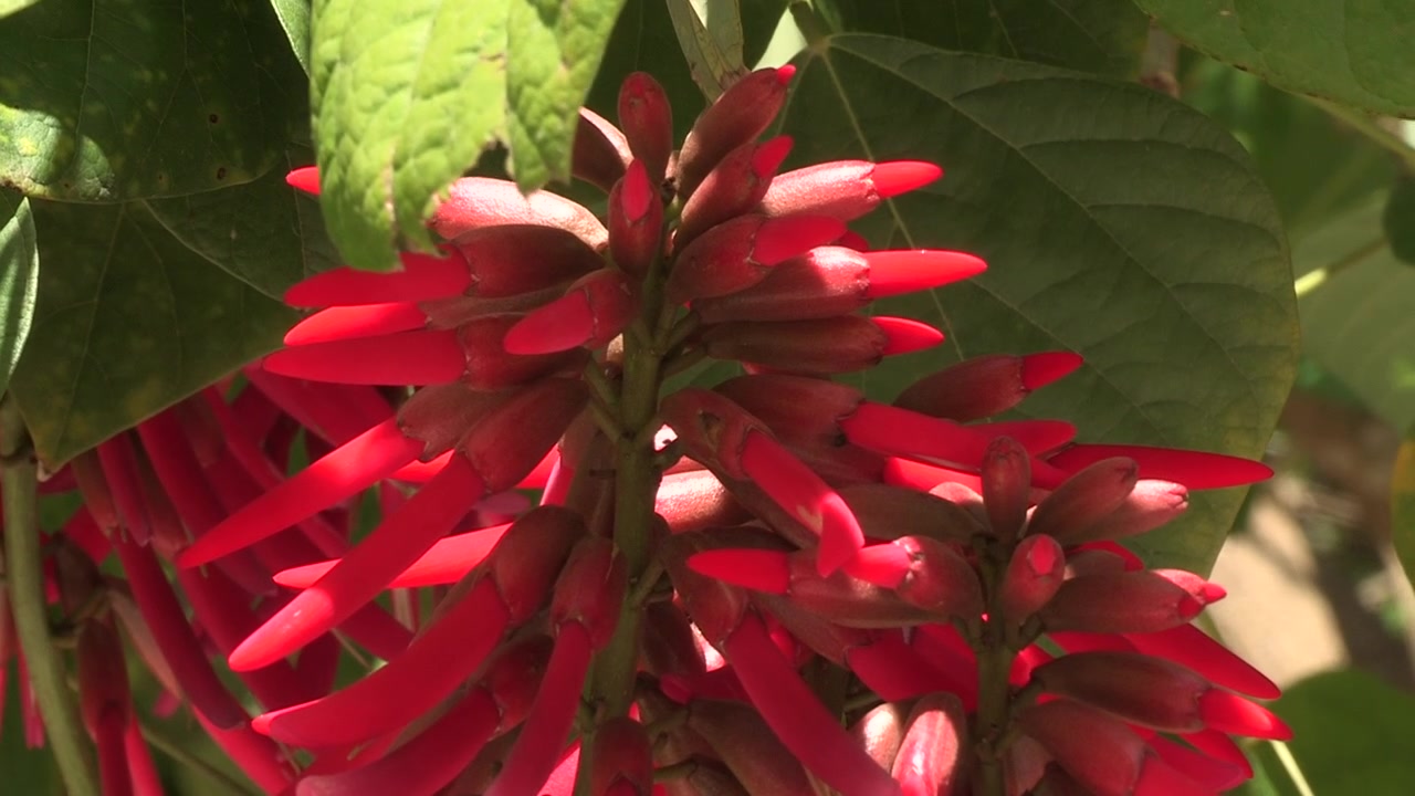 Fiori vistosi di colore rosso vivo della pianta Erythrina Speciosa, con il verde delle foglie sullo sfondo