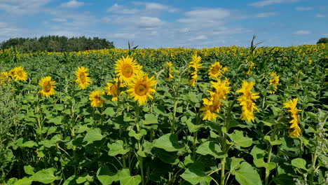 Spektakuläre-Aufnahme-Von-Sonnenblumen-An-Einem-Sonnigen-Tag