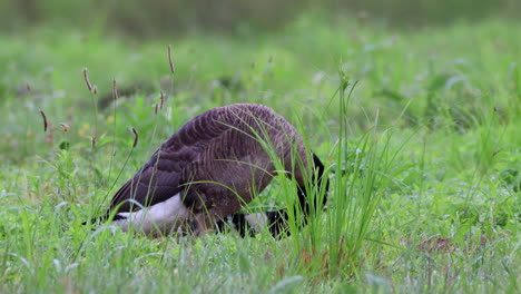 Eine-Kanadische-Gans,-Die-Am-Frühen-Morgen-Ihre-Federn-Im-Tau-Des-Grases-Putzt