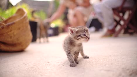 pequeños gatos bebés lindos en la canasta aprendiendo a caminar al aire libre