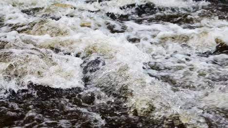 close up of an atlantic salmon(salmo salar) swimming against the current on it's journey to the spawning place. static slow motion