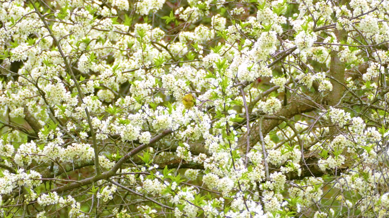 Saffron Finch jumps from branch to branch in blooming spring nature with white flowers. Canada
