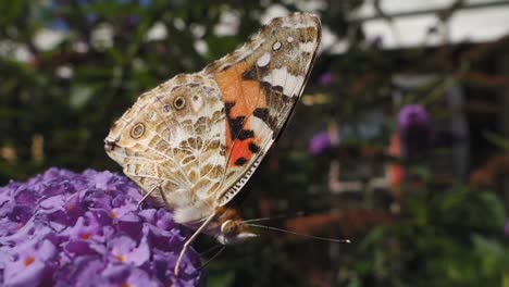 mariposa en flor rosa en el jardín, extremo de cerca, cámara lenta