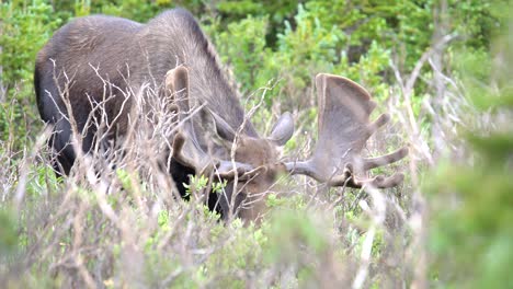 Vista-De-Cerca-De-Los-Alces-Pastando-En-Los-Bosques-De-Las-Montañas-Rocosas