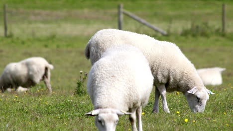 Schafe-Auf-Einem-Feld