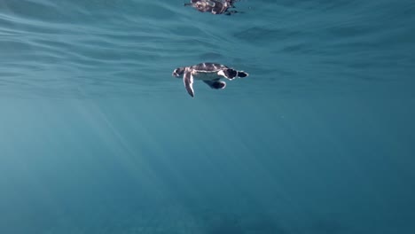 una tortuga marina verde recién nacida, chelonia mydas aprendiendo a nadar bajo un mar azul poco profundo