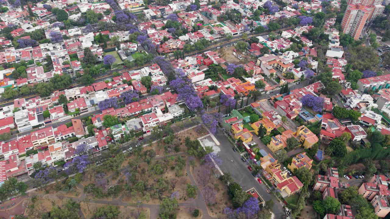 Vista aérea de jacarandás florescendo em áreas residenciais da CDMX durante a primavera.