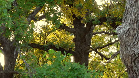 forest in autumn, tree branches dance in the breeze, real time -- 4k