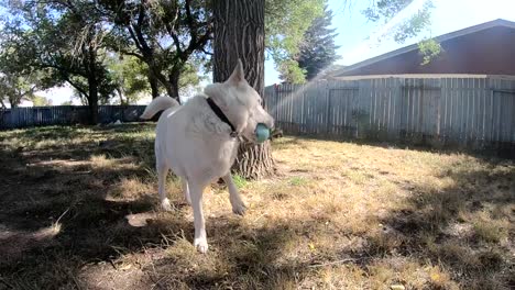 cámara lenta - el perro husky es golpeado en la cara con un juguete de perro porque se niega a atrapar