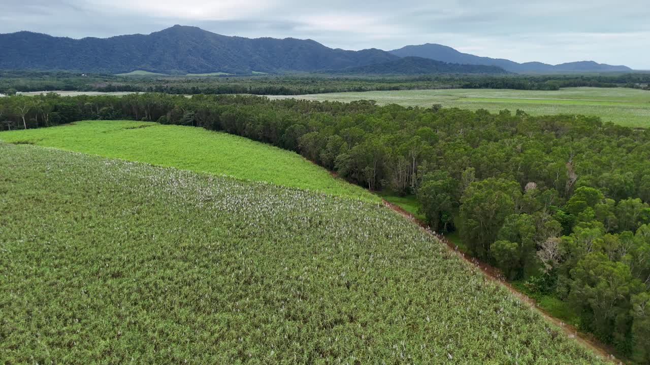 Aerial view of expansive sugarcane fields and rainforest in Port Douglas, showcasing vibrant greenery and serene landscapes