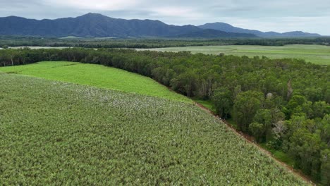 Aerial view of expansive sugarcane fields and rainforest in Port Douglas, showcasing vibrant greenery and serene landscapes