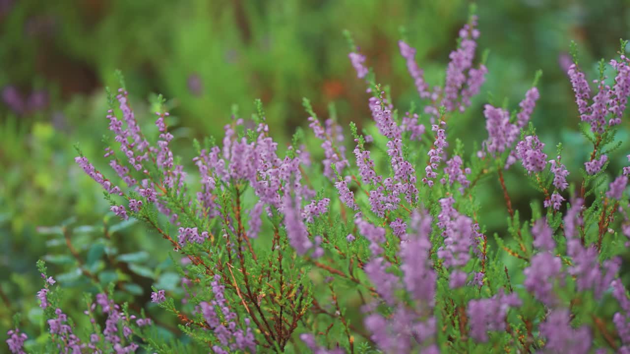 습지 에서 섬세 한 보라색 꽃 을 피우는 히더 관목