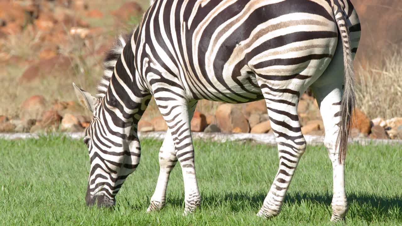 En slettezebra græsser på frodigt grønt græs under skarpt sollys i et zoologisk have-anlæg.