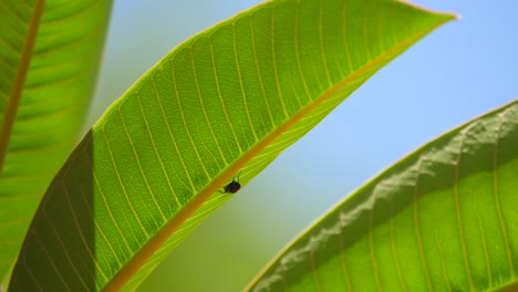 fly under a frangipani leaf