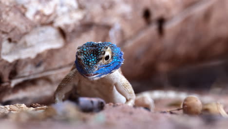 el lagarto de árbol de cabeza azul agama en tanzania, sudáfrica