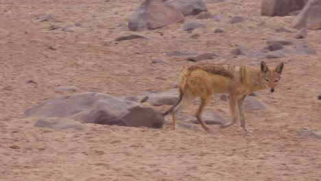 un chacal camina por una extensión arenosa en namibia