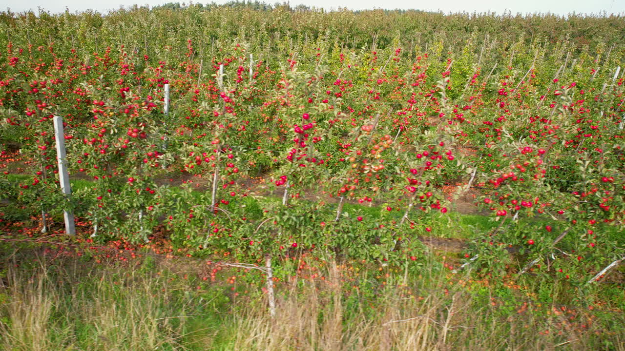 Campo di frutteti di mele, filare di alberi di mele rosse fresche e mature in una fattoria di campagna nella regione di Straszyn, Danzica, Polonia