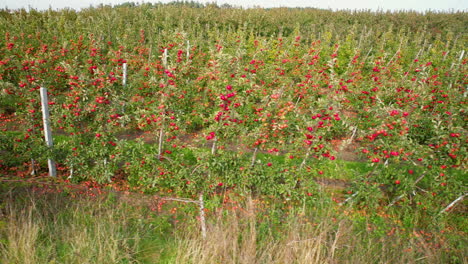 campo de huertos de manzanas, fila de manzanas maduras frescas rojas planta árboles en la granja rural en la región de straszyn, gdansk, polonia