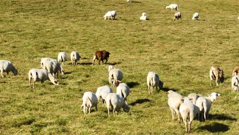 sheep grazing in brown grass pasture in usa