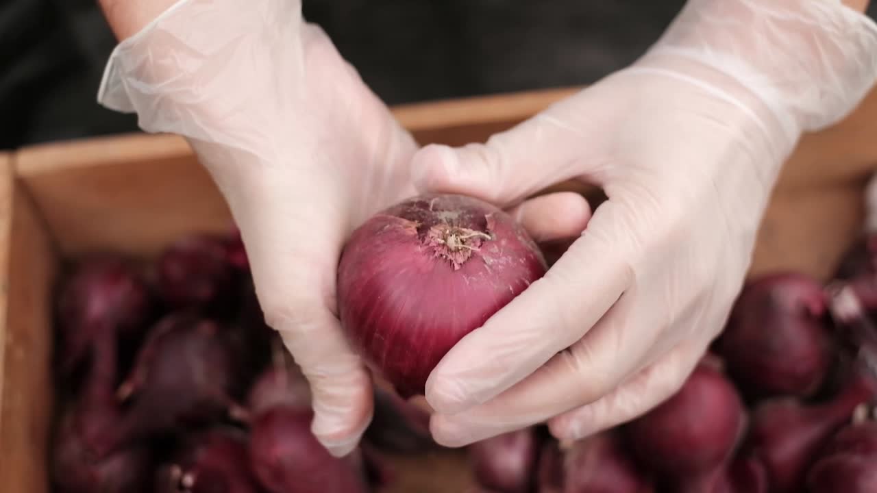 en el guante de la mano comprobar la cebolla. elegir cebollas para plantar