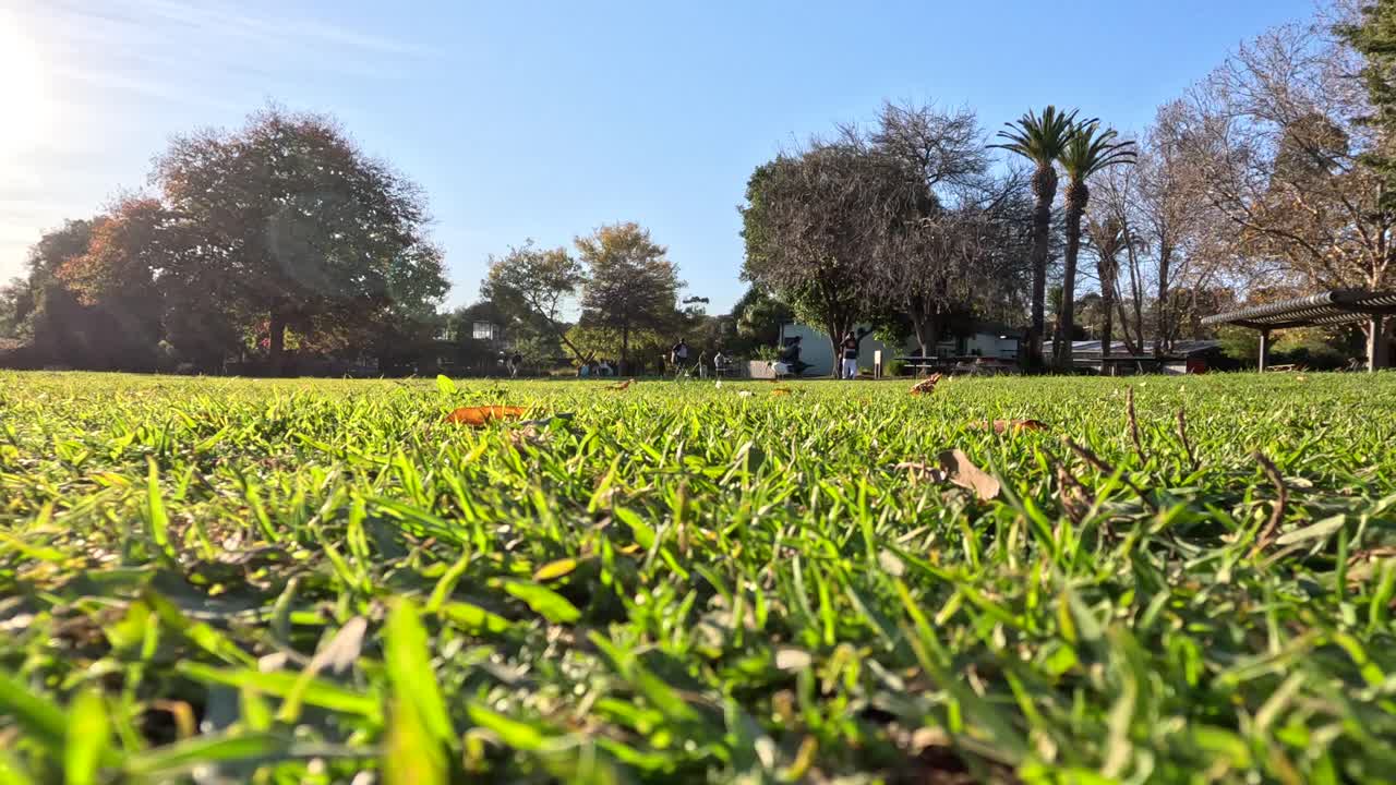 나무 와 풀 이 있는 평화로운 공원 장면
