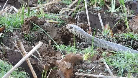serpiente de rata en el suelo - encontrando palanca
