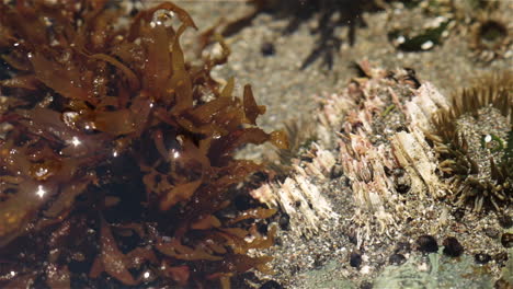 acorn barnacles extending feathery cirri in ocean tidepool, close up