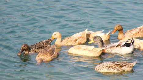 Eine-Nahaufnahme-Einer-Kleinen-Entenherde,-Die-Beim-Essen-Ihre-Köpfe-Unter-Wasser-Steckt-Und-Sanfte-Wellen-Erzeugt