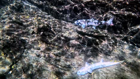 Zeitlupenvideo-Von-Sterbenden-Forellen-Unter-Wasser