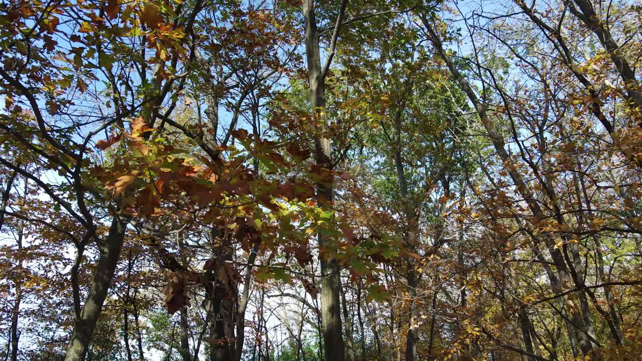 vista de cerca de hojas coloridas en las ramas de los árboles