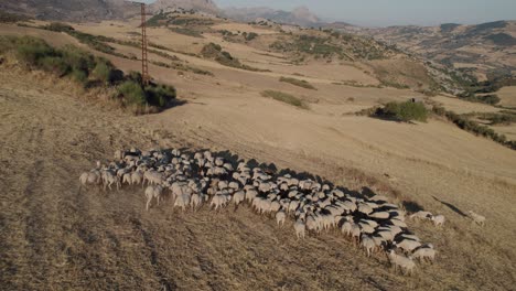 Drone-view-grazing-animals-in-meadows,-woolly-lambs-roaming-together,-animals-produced-for-their-meat,-sheep-in-green-fields