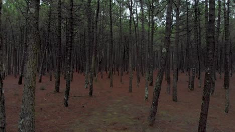 Aerial-view-of-a-beautiful-pine-wood-forest