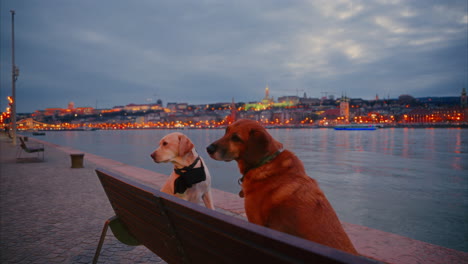 Cute-dogs-sitting-by-the-river-on-a-bench-and-observing-their-surroundings