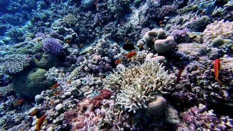 colorful fish swimming in clear ocean water above coral reef seabed