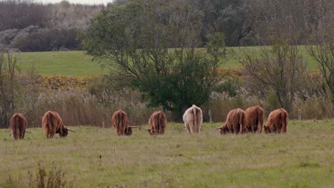 Blick-Von-Hinten-Auf-Eine-Herde-Hochlandrinder,-Die-Auf-Dem-Grünen-Gras-Der-Farm-Fressen---Weitschuss